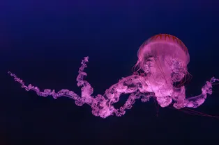 Как питаются медузы, если у них нет ни зубов, ни рта? Как питаются медузы, если у них нет ни зубов, ни рта?