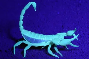 Австралия страдает от нашествия скорпионов по вине человека Австралия страдает от нашествия скорпионов по вине человека