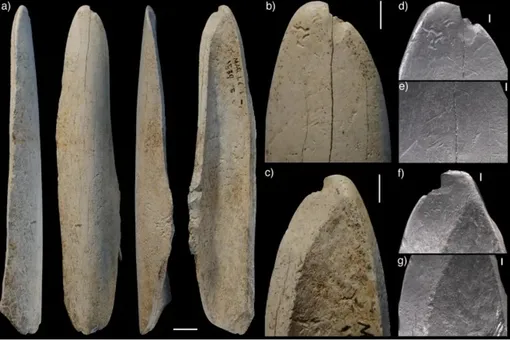 Инструмент неандертальцев для снятия шкур