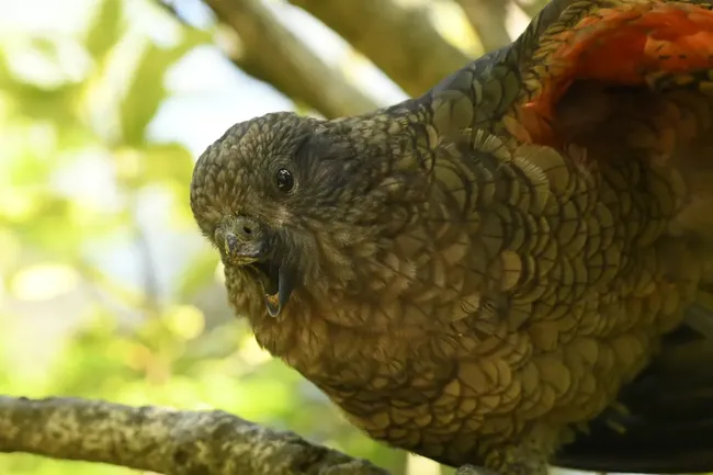 У попугая Брюса нет половины клюва, но он разработал собственную «технику боя» и стал лидером стаи