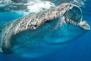 Невидимая катастрофа: как люди, сами того не замечая, массово уничтожают самых крупных рыб в мире