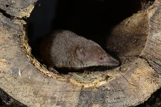 Феномен Денеля: как животные умудряются уменьшать мозг и кости до 20%, чтобы пережить зиму Феномен Денеля: как животные умудряются уменьшать мозг и кости до 20%, чтобы пережить зиму