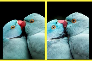 Какое фото создано ИИ, а какое — реальным фотографом? Испытание для вашей внимательности Какое фото создано ИИ, а какое — реальным фотографом? Испытание для вашей внимательности