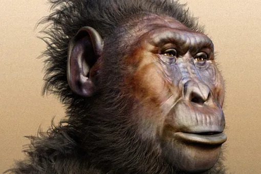 Найдена челюсть древнего «человека-щелкунчика», которой 2,6 миллиона лет Найдена челюсть древнего «человека-щелкунчика», которой 2,6 миллиона лет