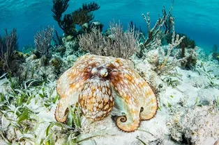 Создан полимер, меняющий цвет и текстуру подобно коже осьминога