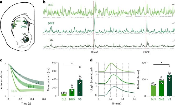 Мозг может ждать долго ждать вознаграждение и предсказывать его поступление
