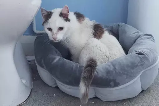 Кот вернулся домой спустя 12 лет Кот вернулся домой спустя 12 лет