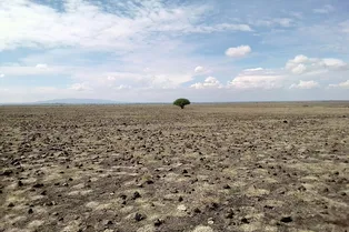 Засуха усиливает устойчивость бактерий к антибиотикам – тревожный вывод ученых Засуха усиливает устойчивость бактерий к антибиотикам – тревожный вывод ученых