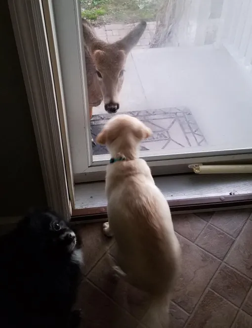 олень и щенок