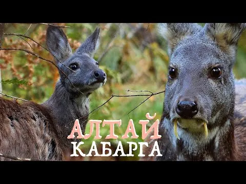 Нажми и смотри