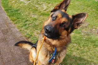 Невероятно забавный жест: почему собаки наклоняют головы вбок