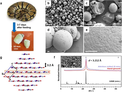 Top piton üratları, ürik asit monohidrat nanokristallerinin mikroküreleridir. Top piton (Python regius), kuruduğunda sert granüller oluşturan üratları salgılar.