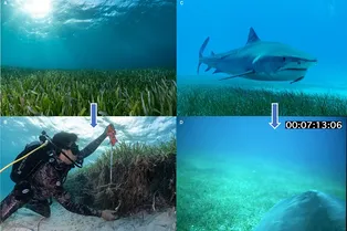 Тигровые акулы помогли ученым исследовать поля водорослей на Багамах