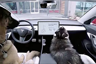 Электрокары Tesla получили «собачий режим»