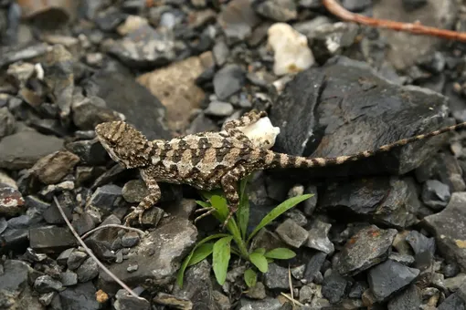 Новый вид! В Китае нашли златоязыкую ящерицу — Diploderma bifluviale