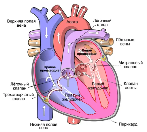 Строение сердца человека