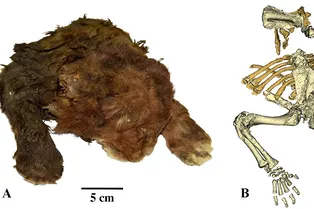 Сохранились кожа, шерсть и пальцы! В Сибири нашли мумию «саблезубого котенка»