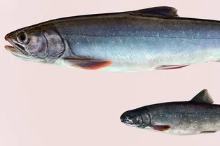 В крохотном озере на Камчатке зарождаются новые виды рыб: ученые наблюдают удивительный процесс эволюции