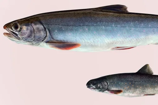 В крохотном озере на Камчатке зарождаются новые виды рыб: ученые наблюдают удивительный процесс эволюции В крохотном озере на Камчатке зарождаются новые виды рыб: ученые наблюдают удивительный процесс эволюции