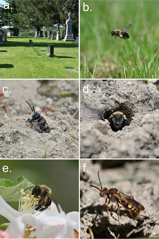 а) Кладбище Ист-Лоун с участком высокой плотности гнезд; b) самка Andrena regularis в полете; c) самец Andrena regularis, впервые вылезающий из гнезда; d) самка Andrena regularis у входа в гнездо; д) самка Andrena regularis на цветке яблони в садах Корнелла; и е) самка Nomada imbricata, осматривающая вход в гнездо Andrena regularis.
