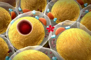 Сбросить лишнее: ученые доказали, что холод помогает похудеть Сбросить лишнее: ученые доказали, что холод помогает похудеть