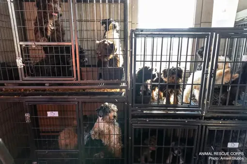 Полицейский спасли 150 собак из клеток полных фекалий и мочи Полицейский спасли 150 собак из клеток полных фекалий и мочи