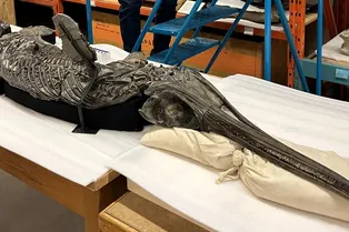 На юге Англии нашли новый вид ихтиозавра. Его назвали «мечевидным драконом»