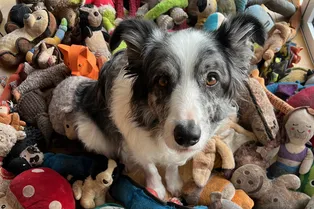 Одаренные собаки демонстрируют схожее с человеческим понимание словесных обозначений