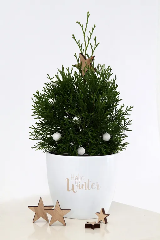 новогодняя туя в горшке