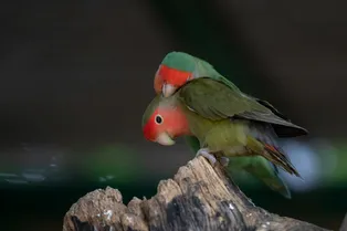 Как пение птиц влияет на психическое здоровье людей: любопытное исследование