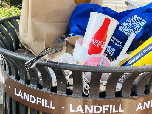 Птица у мусорки Птица у мусорки