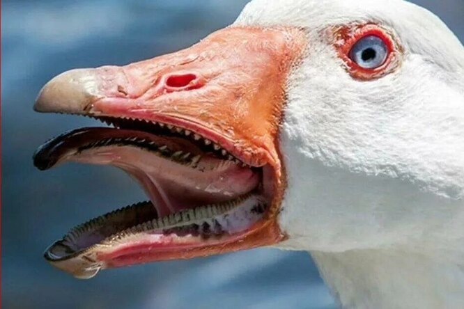 Происхождение выражения «Типун тебе на язык» и что такое «типун»