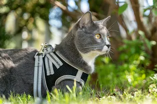 Почему кошек не стоит выгуливать даже с удобным ошейником