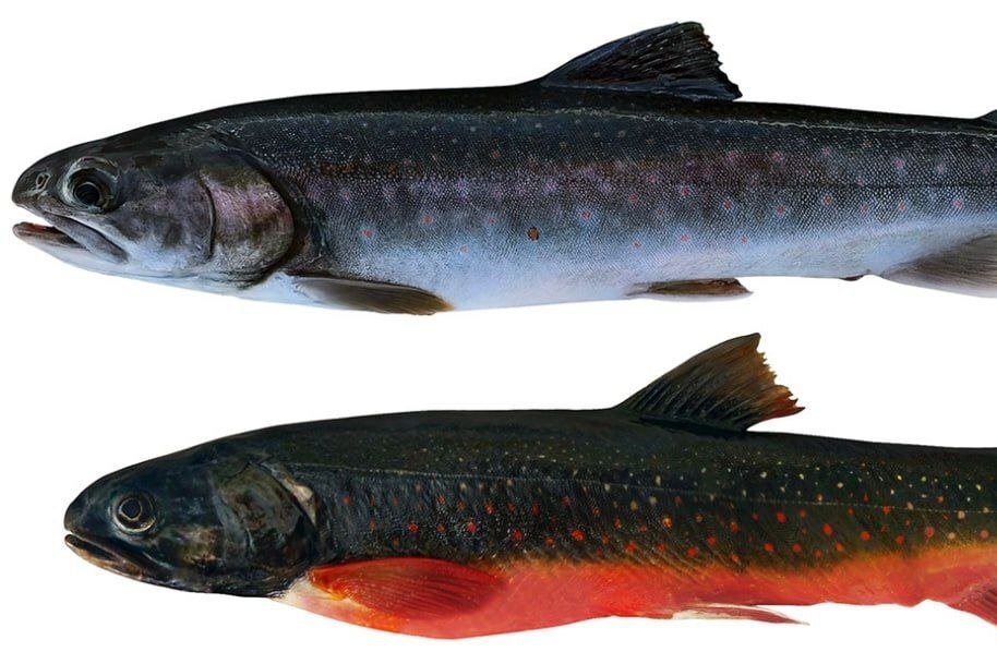 Нерка весом 200 граммов и голец с аномальным черепом: ученые описали рыб из изолированных озер Камчатки