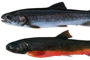 Нерка весом 200 граммов и голец с аномальным черепом: ученые описали рыб из изолированных озер Камчатки