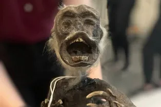 Ученые не могут разгадать тайну «Русалки Фиджи»! Ее нашли в Японии более 100 лет назад