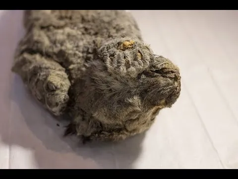 Нажми и смотри