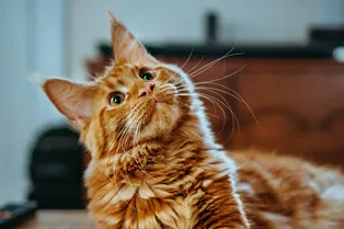 В одном городе США планируют создать закон для защиты кошек в магазинах