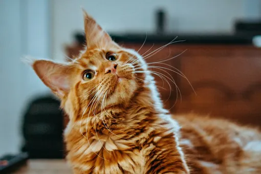 В одном городе США планируют создать закон для защиты кошек в магазинах В одном городе США планируют создать закон для защиты кошек в магазинах