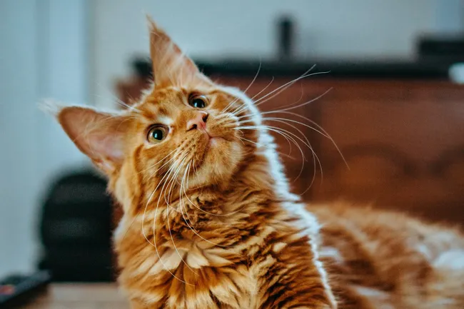 В одном городе США планируют создать закон для защиты кошек в магазинах