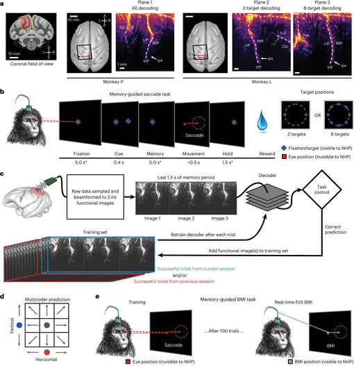 Анатомические плоскости записи и поведенческие задачи.