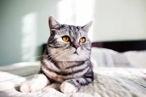 Кот