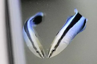 Не только млекопитающие и птицы: рыбы-чистильщики узнают себя в зеркалах