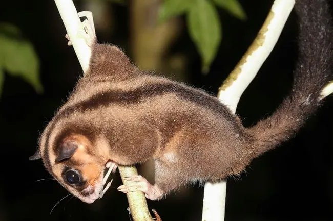 В Новой Гвинее нашли два вида сумчатых, которых считали вымершими 6000 лет назад