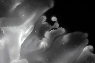 Ученые разгадали, как простейшее существо складывается, словно бумажная фигурка