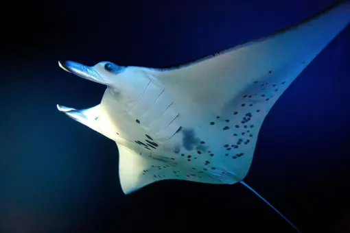 В переводе с испанского manta значит «покрывало» — такое же большое, тяжелое, как скат. Скат манта рэй