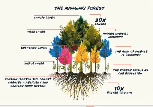 лес по методу мияваки