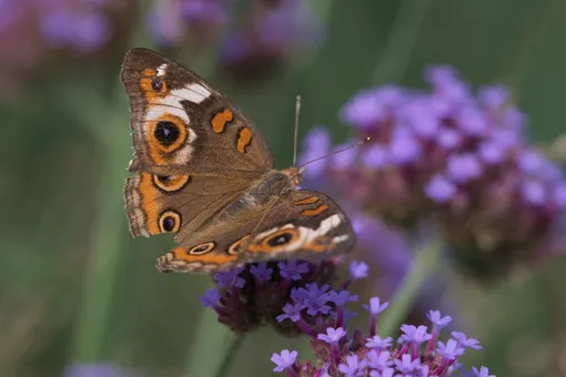 Исследование показало, что дикая природа в каждом городе эволюционирует по-своему Исследование показало, что дикая природа в каждом городе эволюционирует по-своему