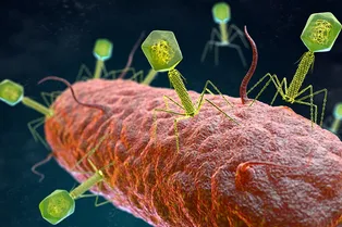 Опасные, но полезные: когда-нибудь эти вирусы спасут человечество от вымирания Опасные, но полезные: когда-нибудь эти вирусы спасут человечество от вымирания