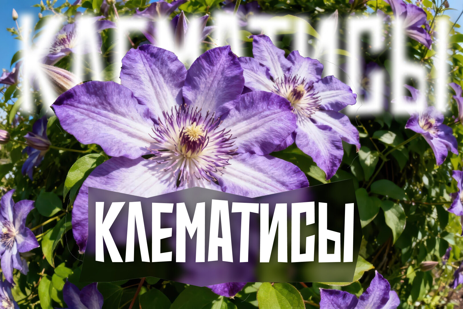 Клематис: сорта, посадка, подкормка, обрезка